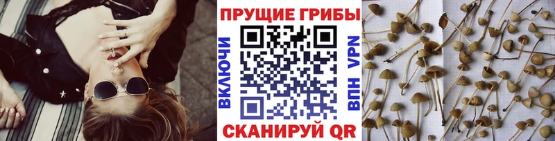 кракен ТОР  Далматово  Псилоцибиновые грибы GOLDEN TEACHER 